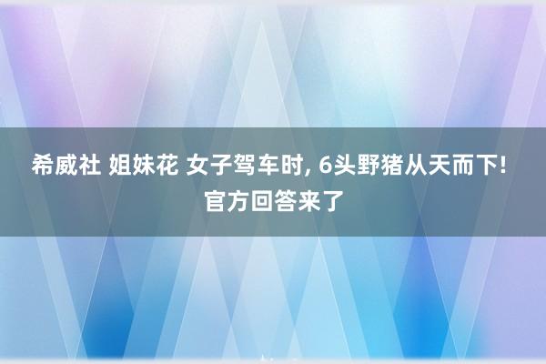 希威社 姐妹花 女子驾车时， 6头野猪从天而下! 官方回答来了